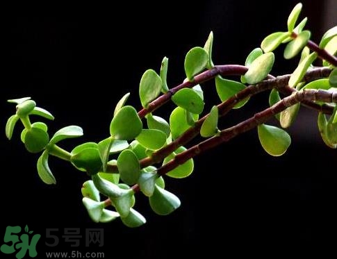 馬齒莧可以去痘痘嗎？馬齒莧敷臉去痘痘有什么副作用嗎？