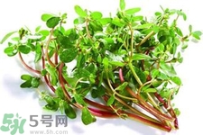 馬齒莧可以去痘痘嗎？馬齒莧敷臉去痘痘有什么副作用嗎？