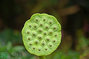 蓮蓬可以多吃嗎？蓮子吃多了會(huì)怎樣？