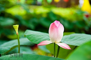 蓮蓬可以多吃嗎？蓮子吃多了會(huì)怎樣？