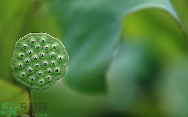 蓮子芯泡茶有什么功效？蓮子心的功效與作用