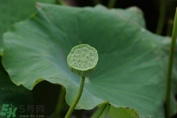 蓮子芯泡茶有什么功效？蓮子心的功效與作用