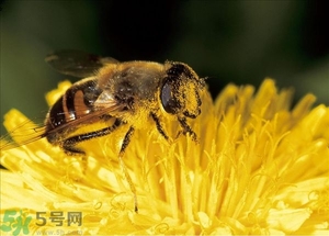 蜂蜜放久了有酒味是怎么回事？蜂蜜有酒味還能喝嗎？