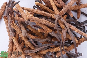 冬蟲(chóng)夏草是怎么形成的？冬蟲(chóng)夏草是蟲(chóng)子嗎？