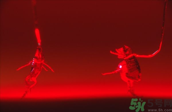 家里有跳蚤怎么快速去除？屋里有跳蚤怎么消滅掉？