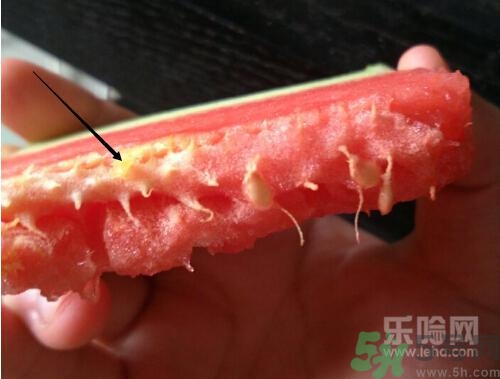 如何辨別催熟的西瓜？催熟的西瓜是什么樣的？
