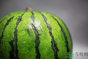 如何辨別催熟的西瓜？催熟的西瓜是什么樣的？