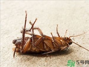 家里有蟑螂怎么辦能除根嗎？家里有蟑螂怎樣能徹底消滅？