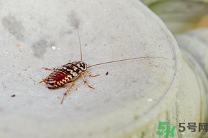 家里有蟑螂怎么辦能除根嗎？家里有蟑螂怎樣能徹底消滅？