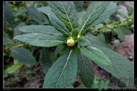 鹿活草多少錢(qián)？鹿活草有什么用？
