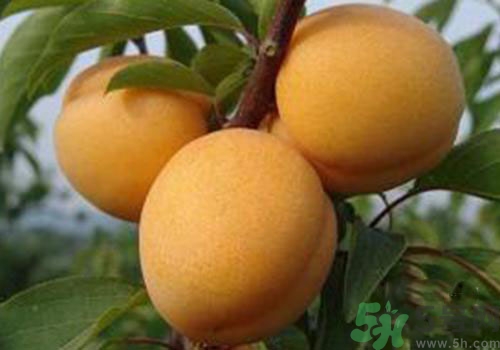 杏子上有黑點是怎么回事？杏子上有斑點可以吃嗎？