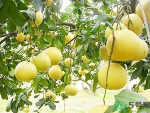 柚子的瓤是紅色正常嗎？柚子里面是紅色的能吃嗎？