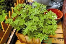 驅蚊草可以驅蚊嗎？驅蚊草有用嗎？