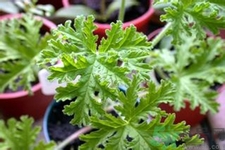 驅(qū)蚊草孕婦可以聞嗎？驅(qū)蚊草對孕婦有害嗎？