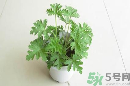 驅(qū)蚊草孕婦可以聞嗎？驅(qū)蚊草對(duì)孕婦有害嗎？