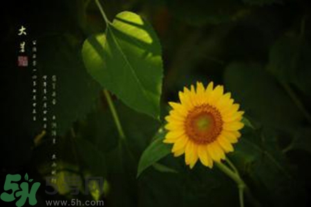 大暑吃什么水果？大暑吃什么水果養(yǎng)生？