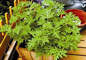 驅(qū)蚊草孕婦可以聞嗎？驅(qū)蚊草對孕婦有害嗎？
