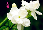 大暑是入伏嗎？大暑是最熱的時候嗎？
