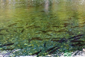 洪水里的魚能吃嗎？洪水里的魚可不可以吃？