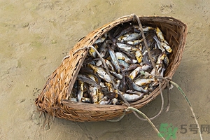 洪水里的魚能吃嗎？洪水里的魚可不可以吃？