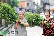 夏天可以用艾草驅(qū)蚊嗎？夏天可不可以用艾草驅(qū)蚊？
