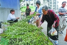 夏天可以用艾草驅(qū)蚊嗎？夏天可不可以用艾草驅(qū)蚊？