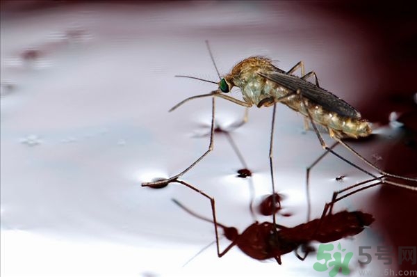 蚊子叮的癢怎么辦？蚊子叮的大包怎么辦？