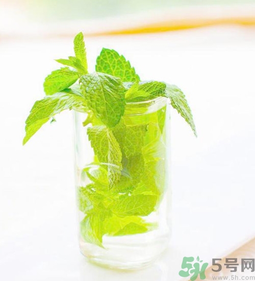 薄荷可以驅蚊嗎?薄荷驅蚊效果好嗎