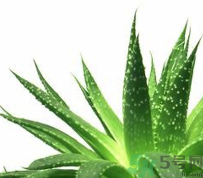 蘆薈膠會堵塞毛孔嗎？蘆薈膠應該怎么用？