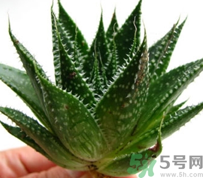 蘆薈膠會堵塞毛孔嗎？蘆薈膠應(yīng)該怎么用？