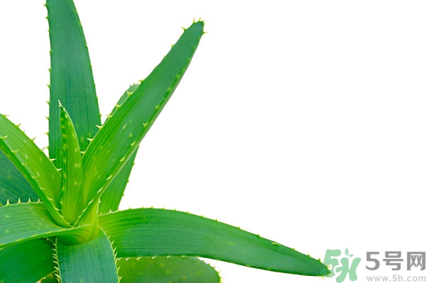 蘆薈能去斑嗎？蘆薈膠會使皮膚變黑嗎？