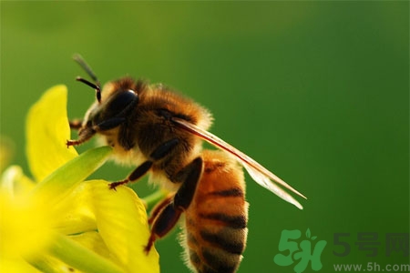 被蜜蜂蟄了怎么辦？被蜜蜂蟄了如何處理？