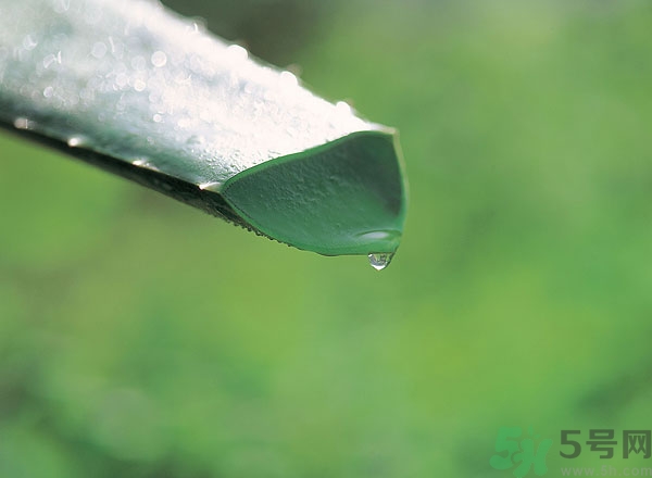 蘆薈能治痱子嗎？長痱子用什么藥？