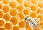 蜂膠什么時(shí)候吃最好？蜂膠吃多久才有效？