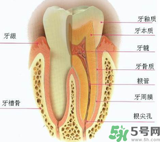 牙齒根管治療多少錢？根管治療一顆要多少錢？