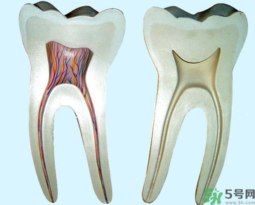 牙齒根管治療多少錢？根管治療一顆要多少錢？