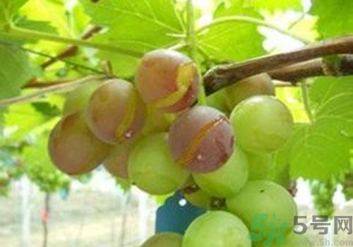 葡萄是幾月份的水果？葡萄什么時(shí)候上市？