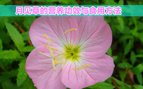 月見草膠囊感冒能吃嗎？感冒能吃月見草膠囊嗎？