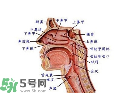 慢性咽炎的發(fā)病因素？慢性咽炎的并發(fā)癥有哪些？