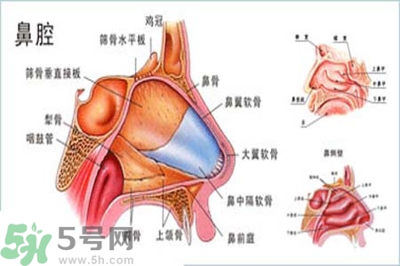 鼻竇炎的護理措施？鼻竇炎的飲食護理？