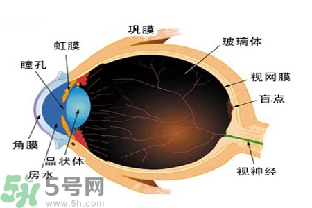 近視眼的護(hù)理措施？近視眼的飲食護(hù)理？