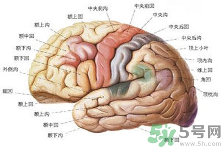 腦出血的治療方法是什么？腦出血可以用哪些藥物治療？