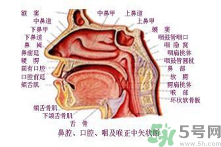 鼻咽癌的日常措施是什么？鼻咽癌注意的飲食有哪些？
