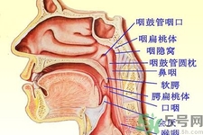 鼻咽癌的日常措施是什么？鼻咽癌注意的飲食有哪些？