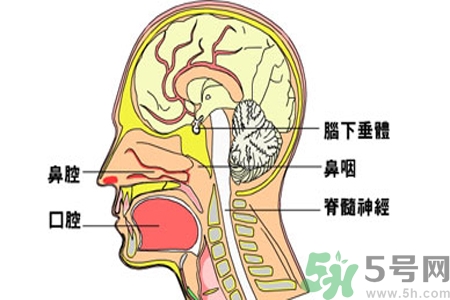 鼻咽癌的治療方法是什么？鼻咽癌可以用什么藥物治療？