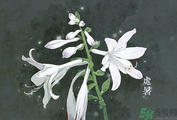 處暑出生的人怎么取名？處暑出生的人的命運(yùn)？