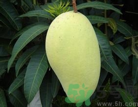 青芒和黃色芒果哪個(gè)好？青芒和黃色芒果的區(qū)別