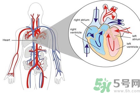 如何預(yù)防心臟病？心臟病的禁忌癥有哪些？