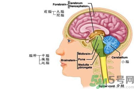 帕金森要注意哪些措施？帕金森的飲食需注意什么？