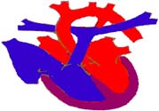 心臟病的癥狀是什么？心臟病的種類有哪些？